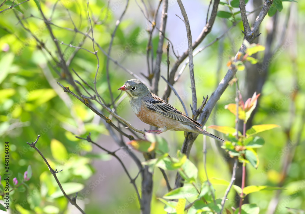 A male ortolan bunting (Emberiza hortulana) is photographed in blooming rapeseed against a beautiful blurry bright yellow background and blue sky. A male ortolan bunting (Emberiza hortulana) is photographed in blooming rapeseed against a beautiful blurry bright yellow background and blue sky.