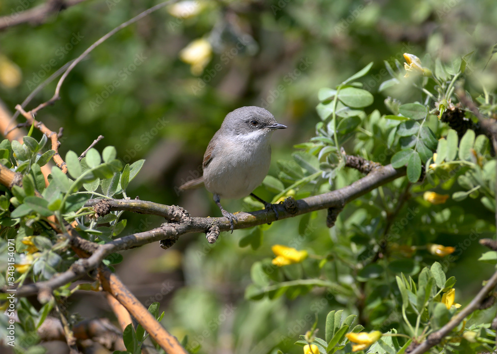 The lesser whitethroat (Sylvia curruca) sits on a branch of a shrub with yellow flowers and looks at the photographer. Close-up unusual photo The lesser whitethroat (Sylvia curruca) sits on a branch of a shrub with yellow flowers and looks at the photographer. Close-up unusual photo