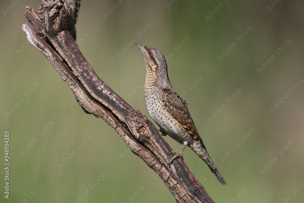 A single northern wryneck (Jynx torquilla) shot close up sitting on a branch against a beautifully blurred green background A single northern wryneck (Jynx torquilla) shot close up sitting on a branch against a beautifully blurred green background