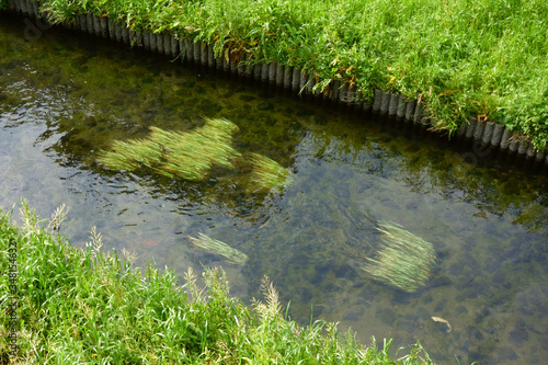 水流になびいている、清流に生える藻の仲間の水草