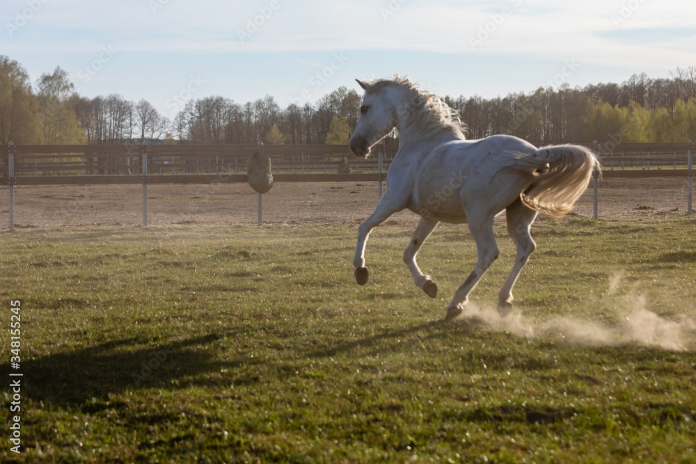 .Mare galloping on paddock. Domestic horse freedom at grassland. Poland, Europe.