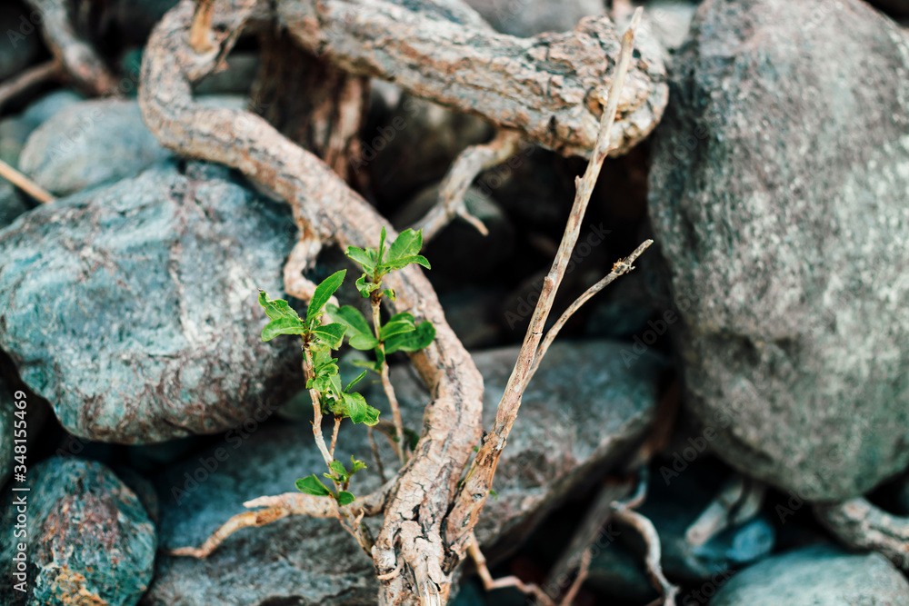 Small green sprout of tree grows from roots. Nature sunny background of beautiful roots of deciduous tree on stony shore. Tree grows on pile of stones. Vitality plants. Snags on boulders in sunlight. Small green sprout of tree grows from roots. Nature sunny background of beautiful roots of deciduous tree on stony shore. Tree grows on pile of stones. Vitality plants. Snags on boulders in sunlight.