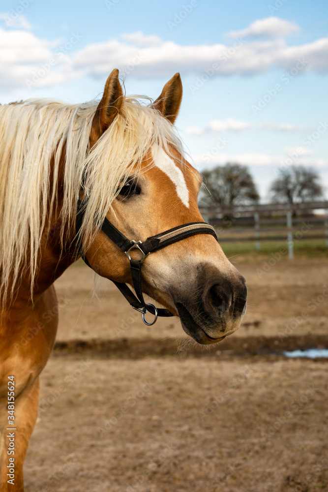 Haflinger horse portrait on paddock. Beauty light mane chestnut mare.