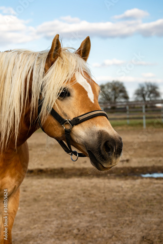 Haflinger horse portrait on paddock. Beauty light mane chestnut mare.