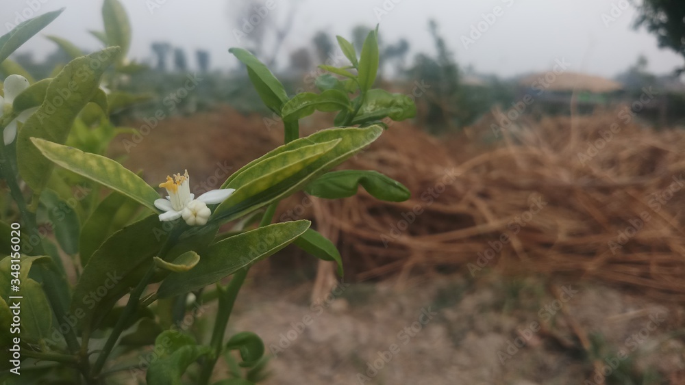 Green limes on a tree Fresh lime citrus fruit high vitamin C in the
