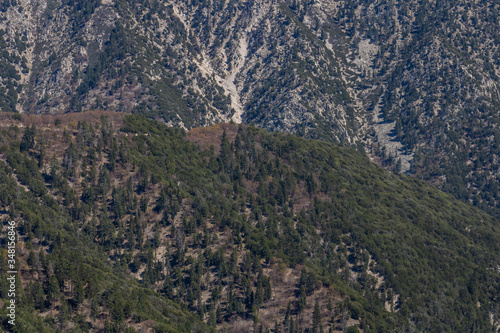 mountain landscape with pine trees