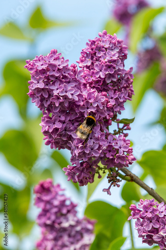 Blossoming lilac tree garden in spring with bumblebee close up  copy space for text or design work.