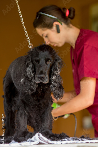 A black dog is examined and treated at home by a veterinarian doctor