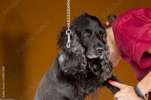 A black dog is examined and treated at home by a veterinarian doctor