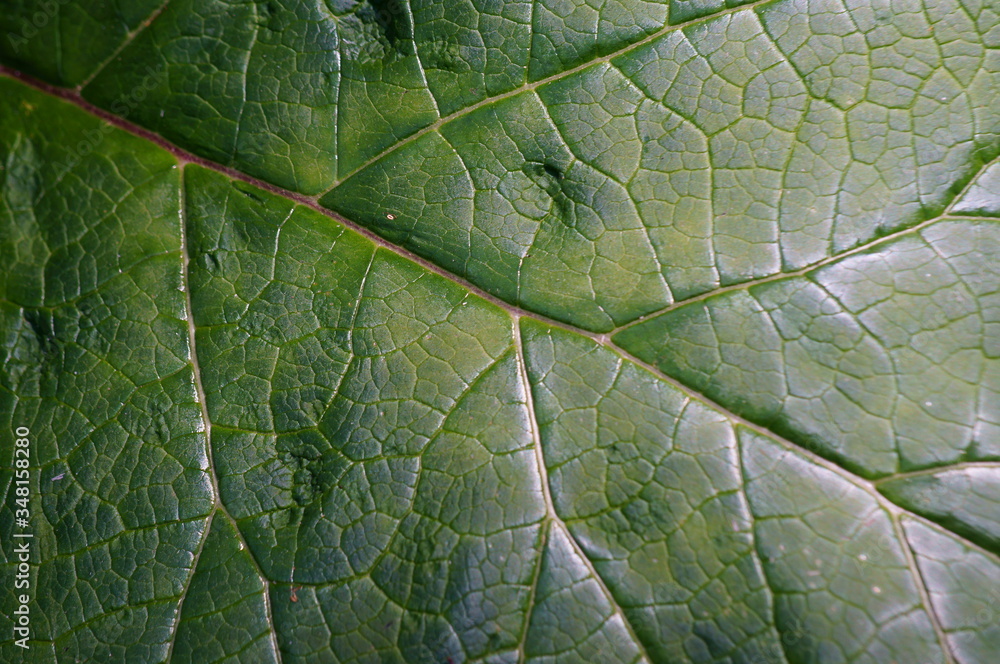 green leaf texture green leaf texture