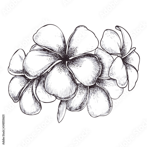 Tropical flowers Frangipani Plumeria drawn black white