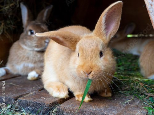 Cuadro en lienzo Orange rabbit in the hutch, eating green grass.