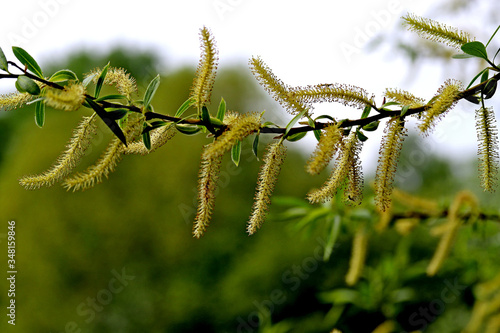green grass in the wind