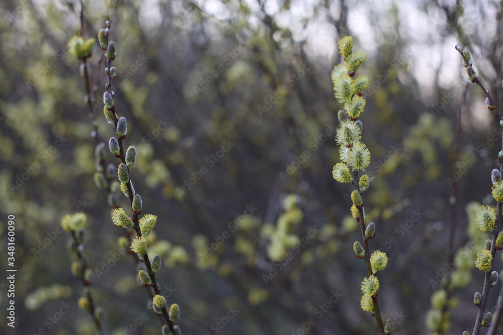 Naklejka premium trees in spring
