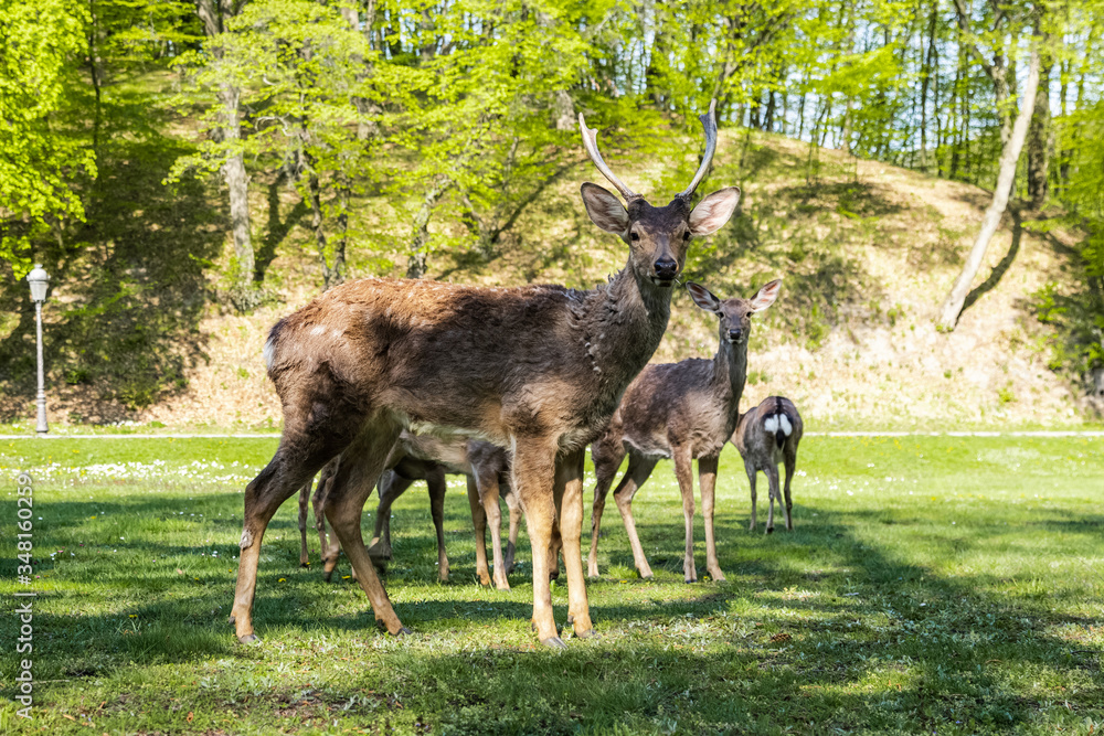 Friendly deers in the park walk freely Ukraine Friendly deers in the park walk freely Ukraine