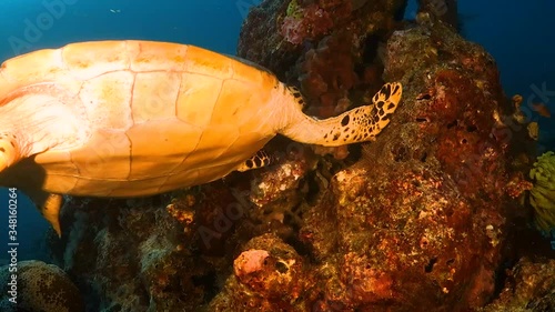 Hawksbill turtle feeding on coral bommie photo