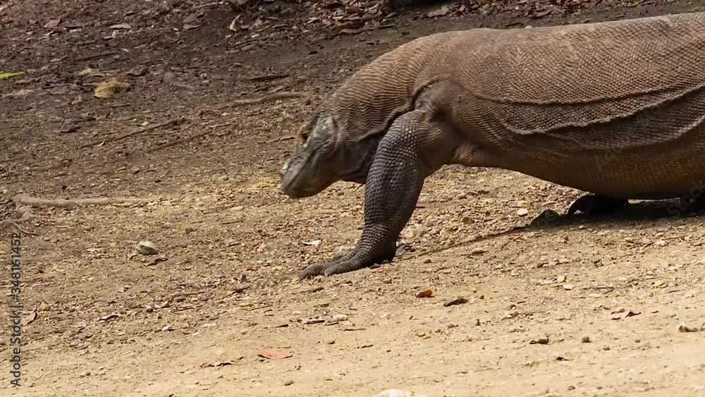 Komodo dragon walking among the trees Komodo dragon walking among the trees