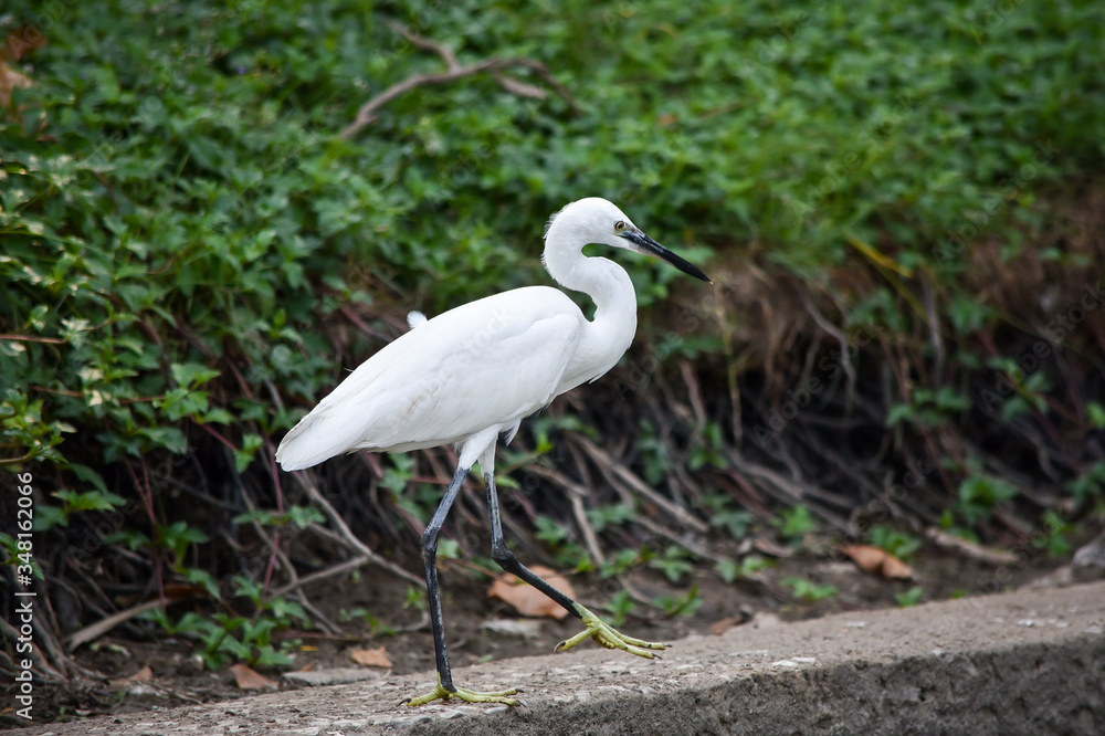 White heron walks slowly along the edge of the sidewalk at Lumpini Park in Bangkok White heron walks slowly along the edge of the sidewalk at Lumpini Park in Bangkok