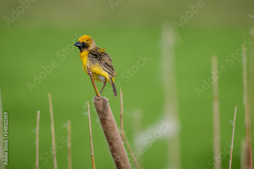 Asian golden weaver Male bird King of nesting birds