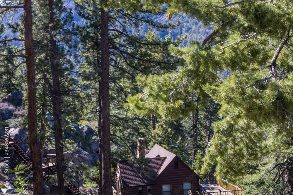 house in forest house in forest