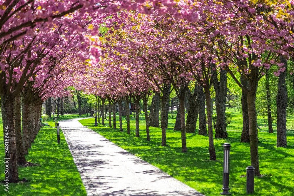 Sakura Cherry blossoming alley. Wonderful scenic rows of blooming cherry sakura trees and green grass in spring, Ukraine Sakura Cherry blossoming alley. Wonderful scenic rows of blooming cherry sakura trees and green grass in spring, Ukraine