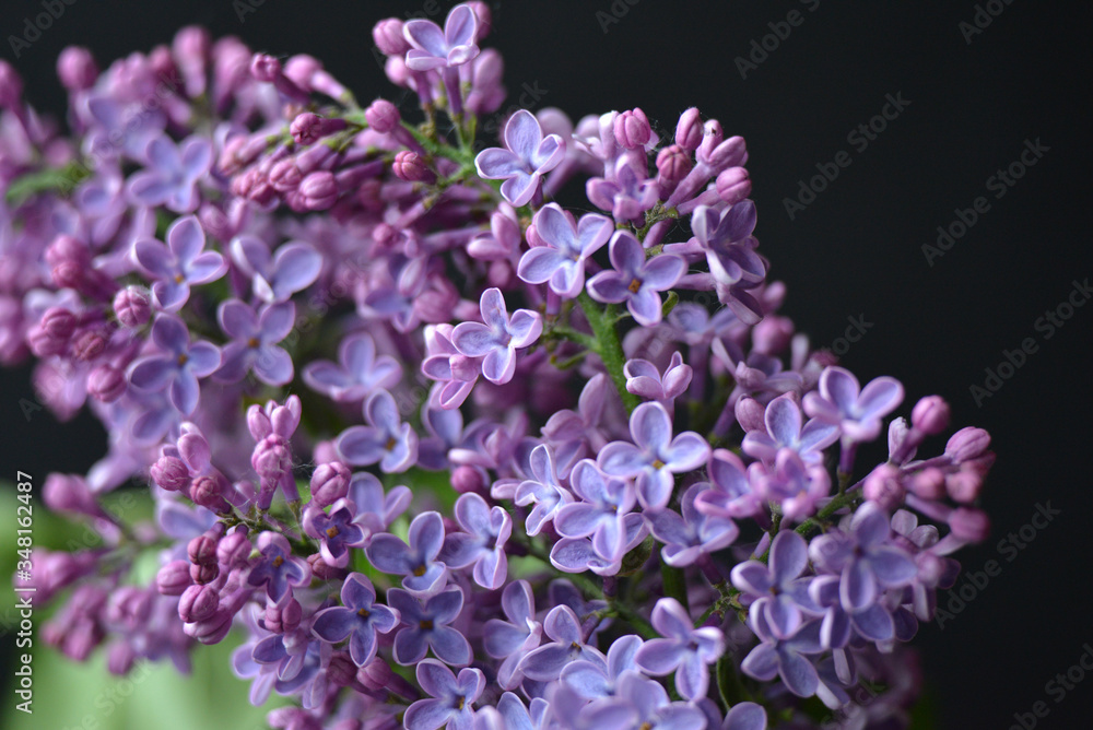 lilac flowers on the blackbackground lilac flowers on the blackbackground