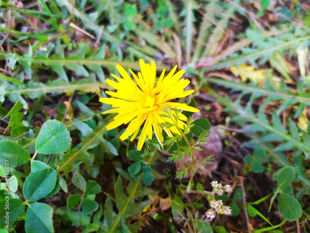 Yellow flowers growing among the green grass Yellow flowers growing among the green grass