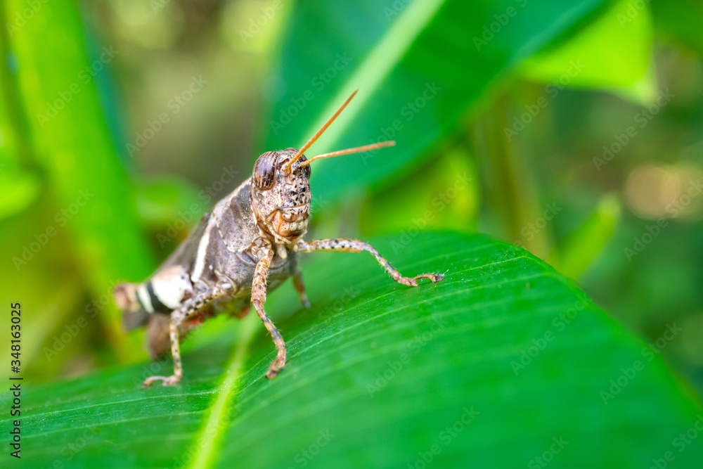 Macro grasshopper on green grass.environment natural concept. Macro grasshopper on green grass.environment natural concept.