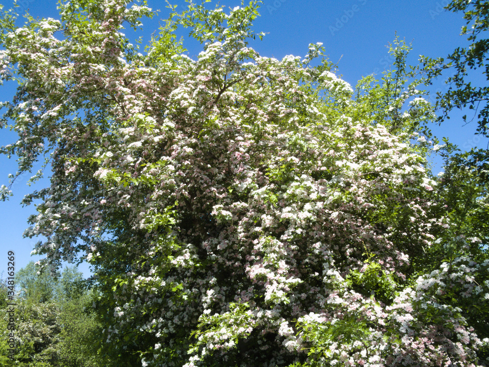 hawthorn blossom in spring in Germany