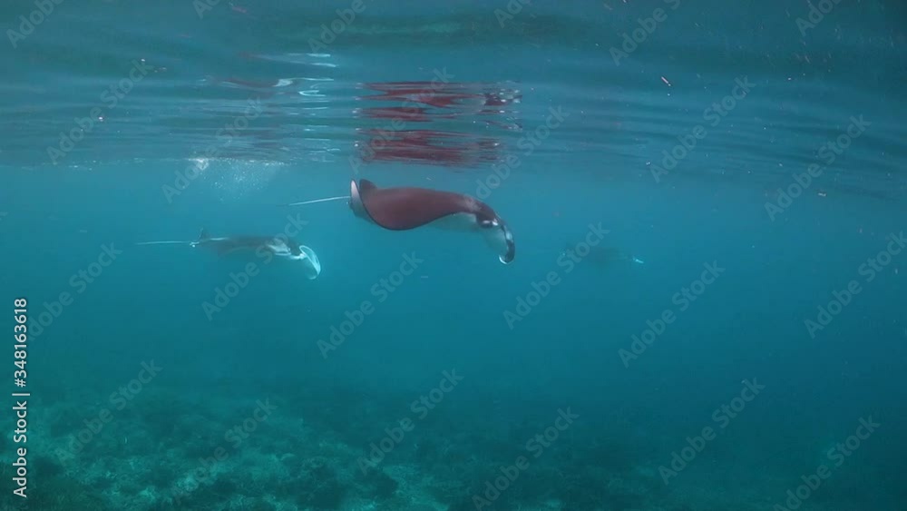 Manta rays at the surface Manta rays at the surface