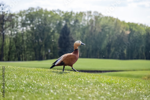 Ruddy Shelduck in the park. The ruddy shelduck, known in India as the Brahminy duck, is a member of the family Anatidae.