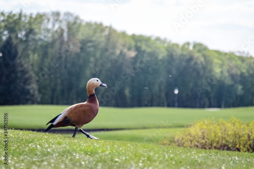 Ruddy Shelduck in the park. The ruddy shelduck, known in India as the Brahminy duck, is a member of the family Anatidae. photo