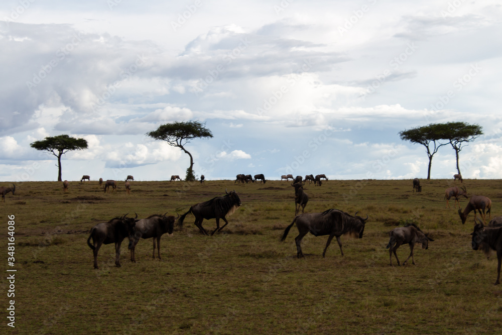 Kenia, Tiersafari, Tiere, Nationalpark, Safari Kenia, Tiersafari, Tiere, Nationalpark, Safari