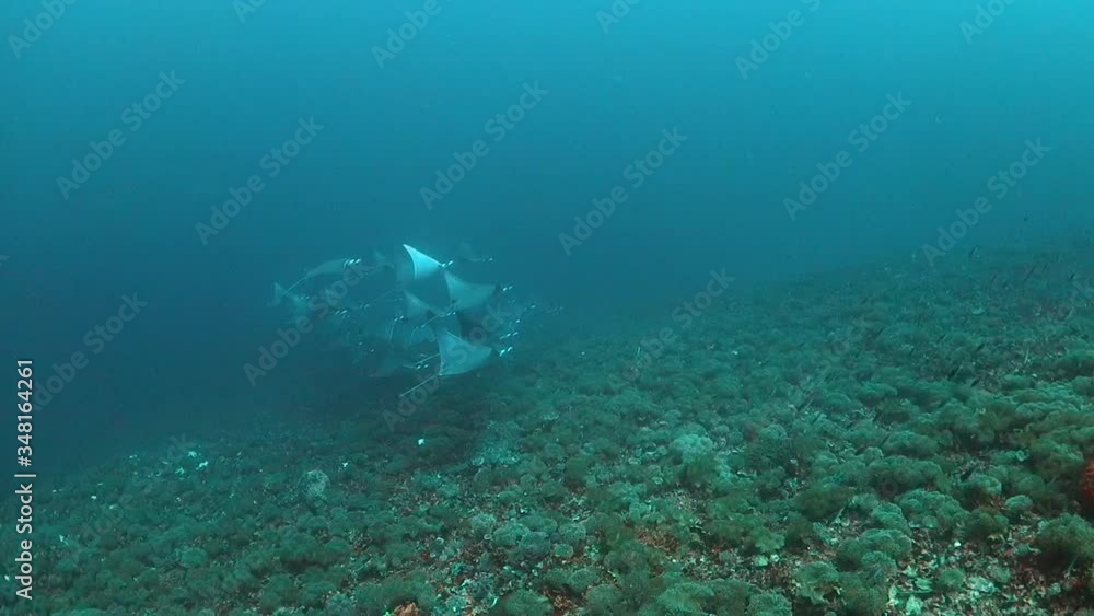 Mobula rays swimming over the reef Mobula rays swimming over the reef