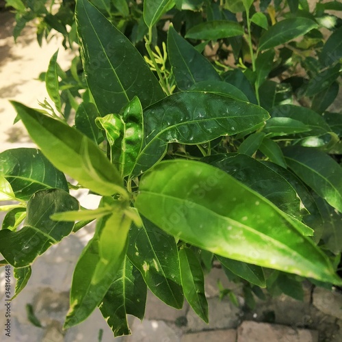 green leaves in the garden