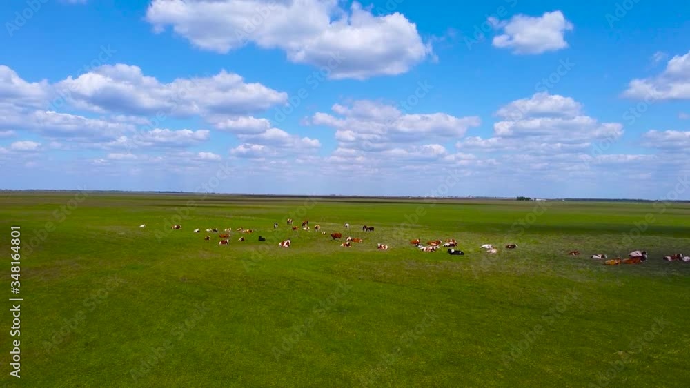 Aerial view of cows herd grazing on pasture field, top view drone. Aerial view of cows herd grazing on pasture field, top view drone.