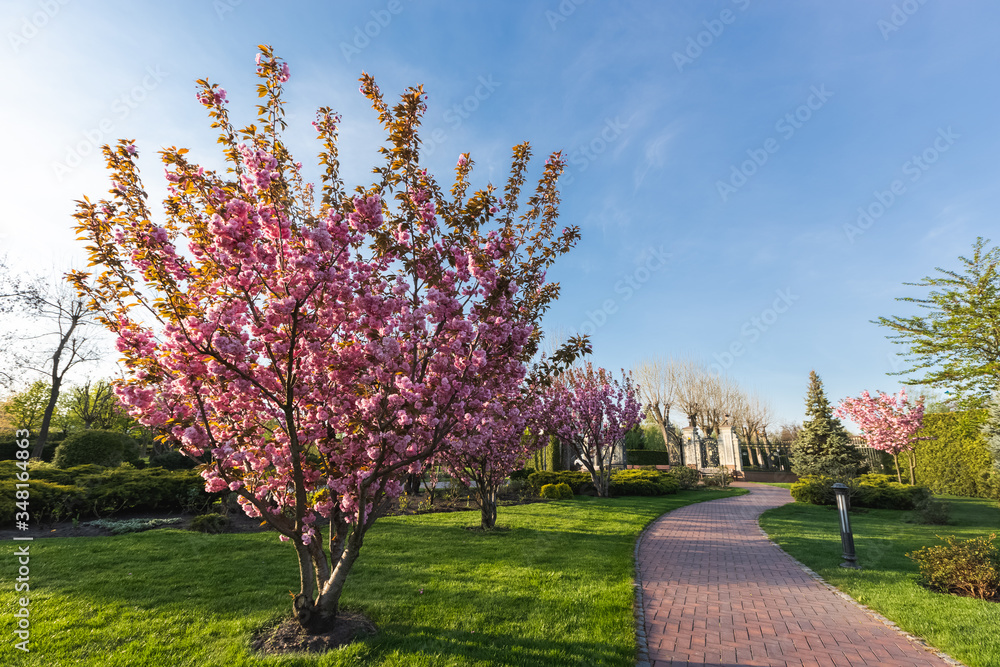 Sakura Cherry blossoming alley. Wonderful scenic park with rows of blooming cherry sakura trees in spring, Ukraine. Pink flowers of cherry tree.