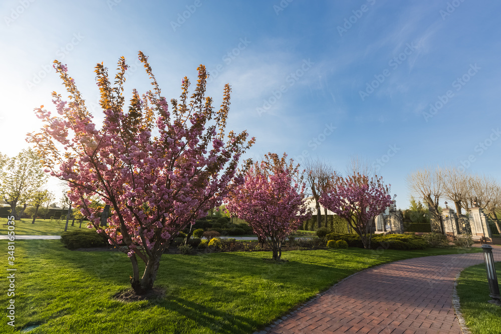 Fototapeta premium Sakura Cherry blossoming alley. Wonderful scenic park with rows of blooming cherry sakura trees in spring, Ukraine. Pink flowers of cherry tree.