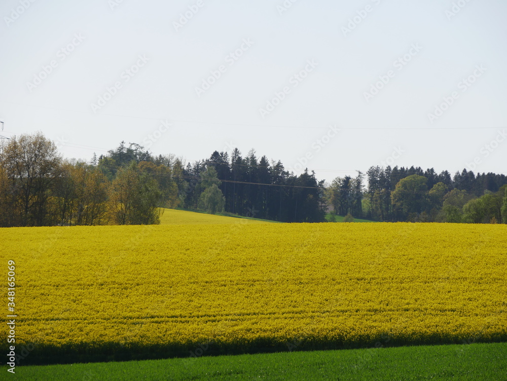 Obraz premium Rapsfeld