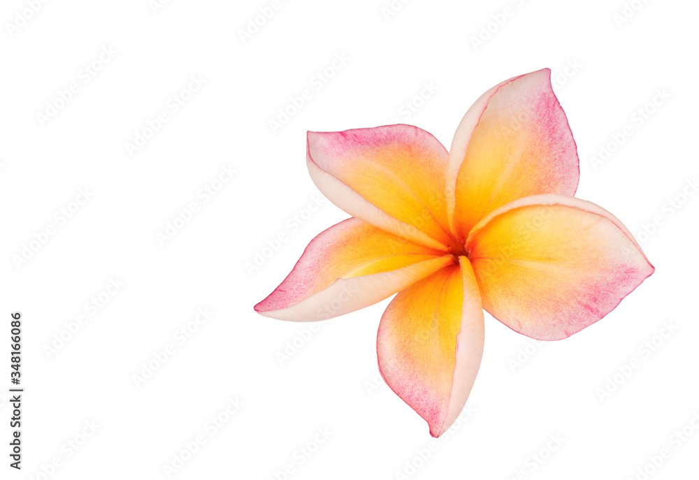 Plumeria isolated on white background. Nature pattern of blossoming color exotic Frangipani flower, Close up of Plumeria or Frangipani.