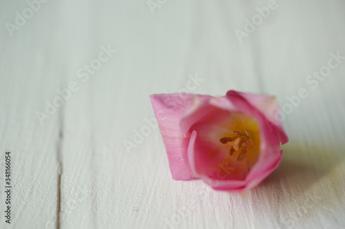 pink flower on a white table 