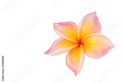Plumeria isolated on white background. Nature pattern of blossoming color exotic Frangipani flower, Close up of Plumeria or Frangipani.