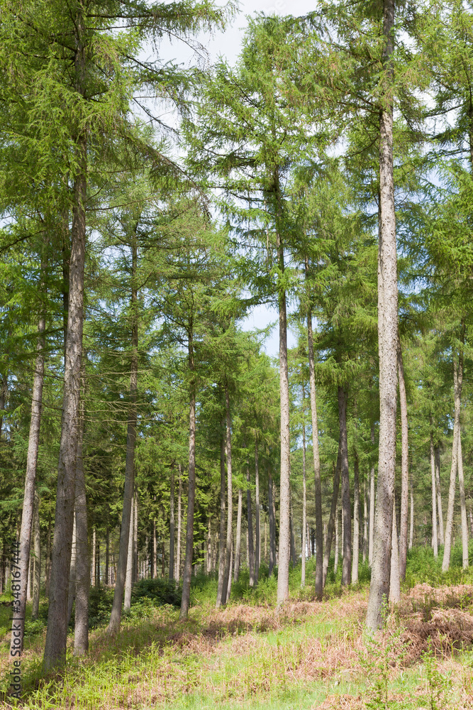 Fototapeta premium UK forest, forestry woodland with pine trees, Chiltern Hills, UK