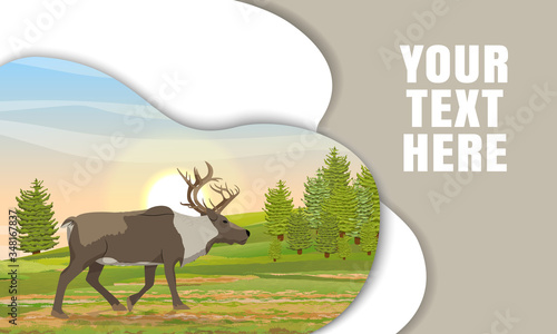 Landing page template with multi-level shadows. Wild reindeer in the tundra. Spruce coniferous forest. Landscape north in summer