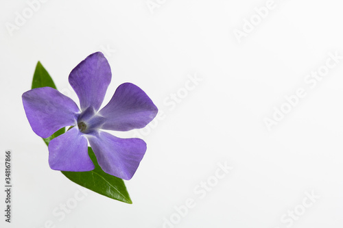Blue flower with green leaf on a white background