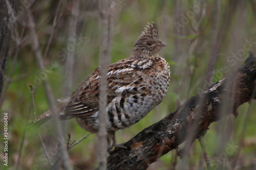 Ruffed Grouse (Bonasa umbellus) perched on a limb in Wisconsin
