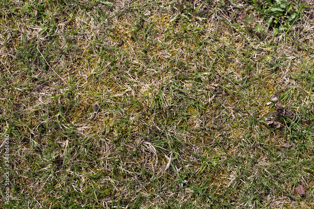 Early Spring grass with sedge and moss with dry leafs and random plants Early Spring grass with sedge and moss with dry leafs and random plants