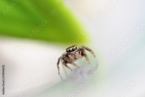 Salticidae Jumping Spider 