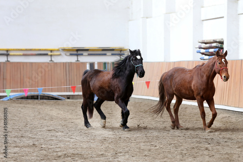 Young healthy horse running free in the riding hall © acceptfoto