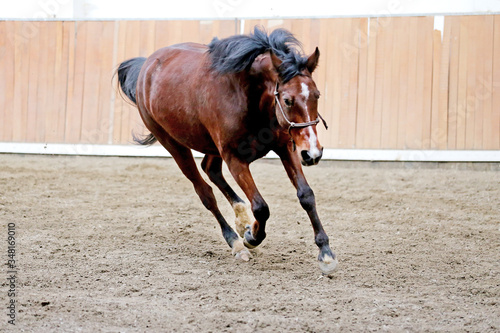 Young healthy horse running free in the riding hall